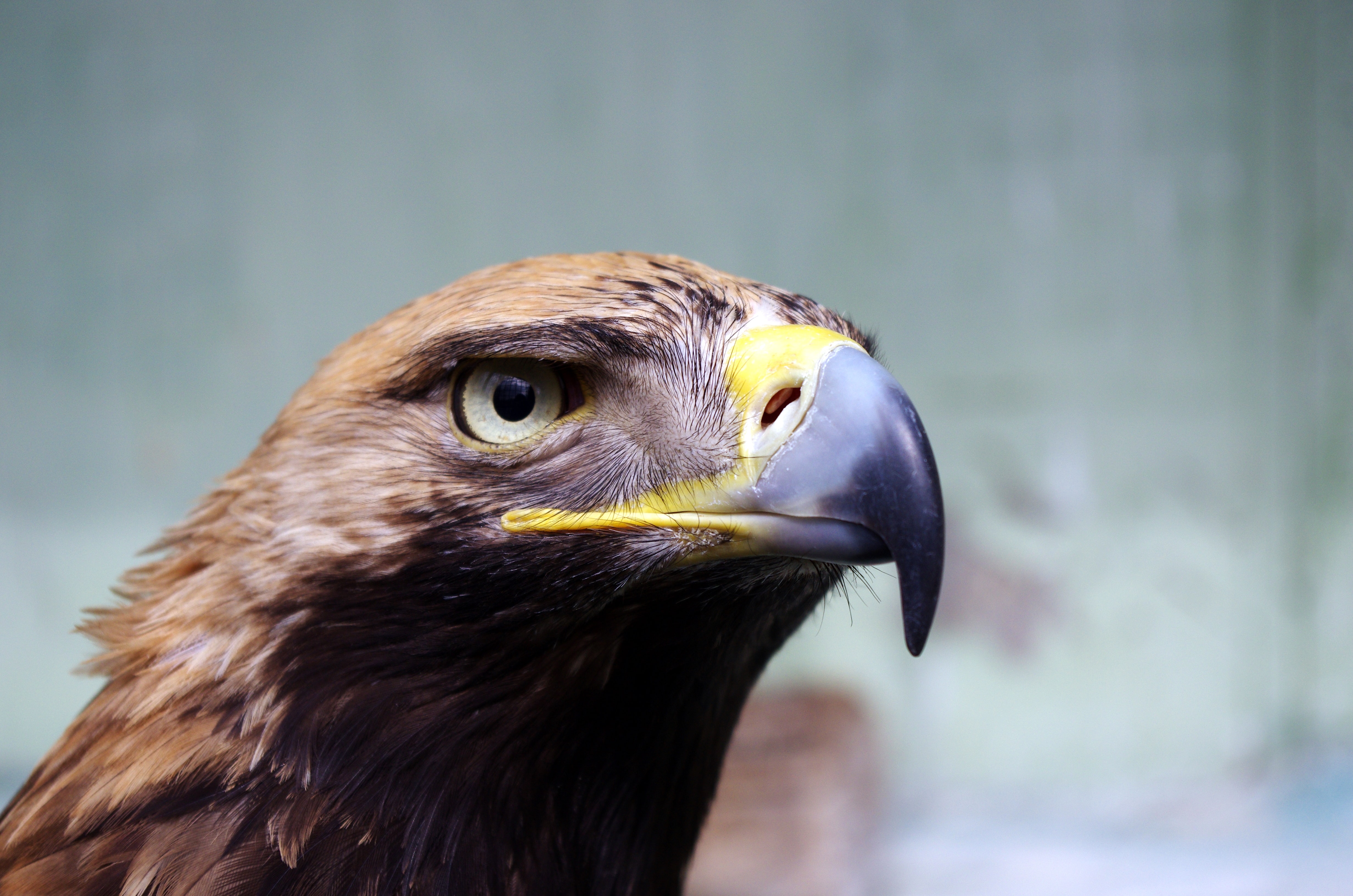 This image shows a eagle